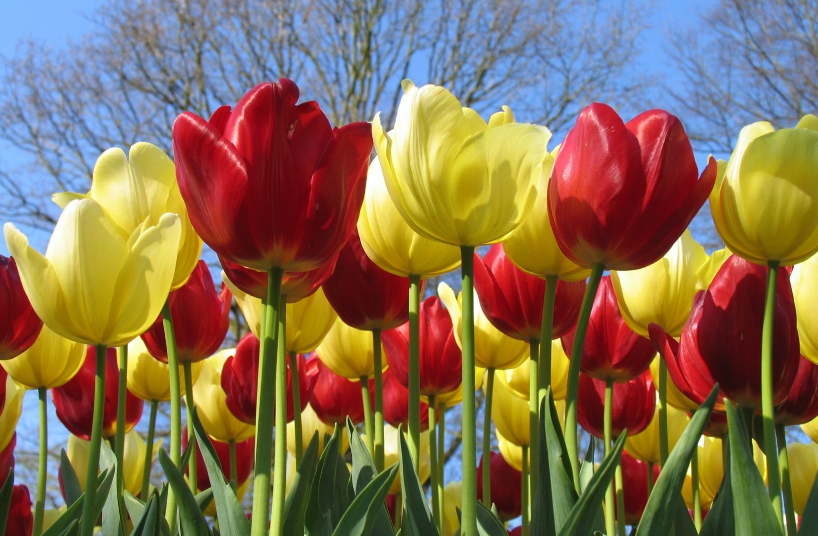 tulips-12