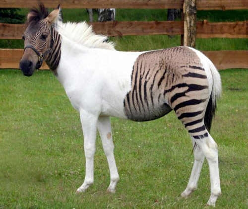 zorse