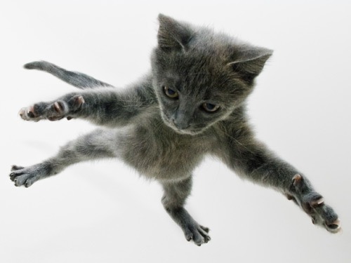 03-cat-jumping-lgn