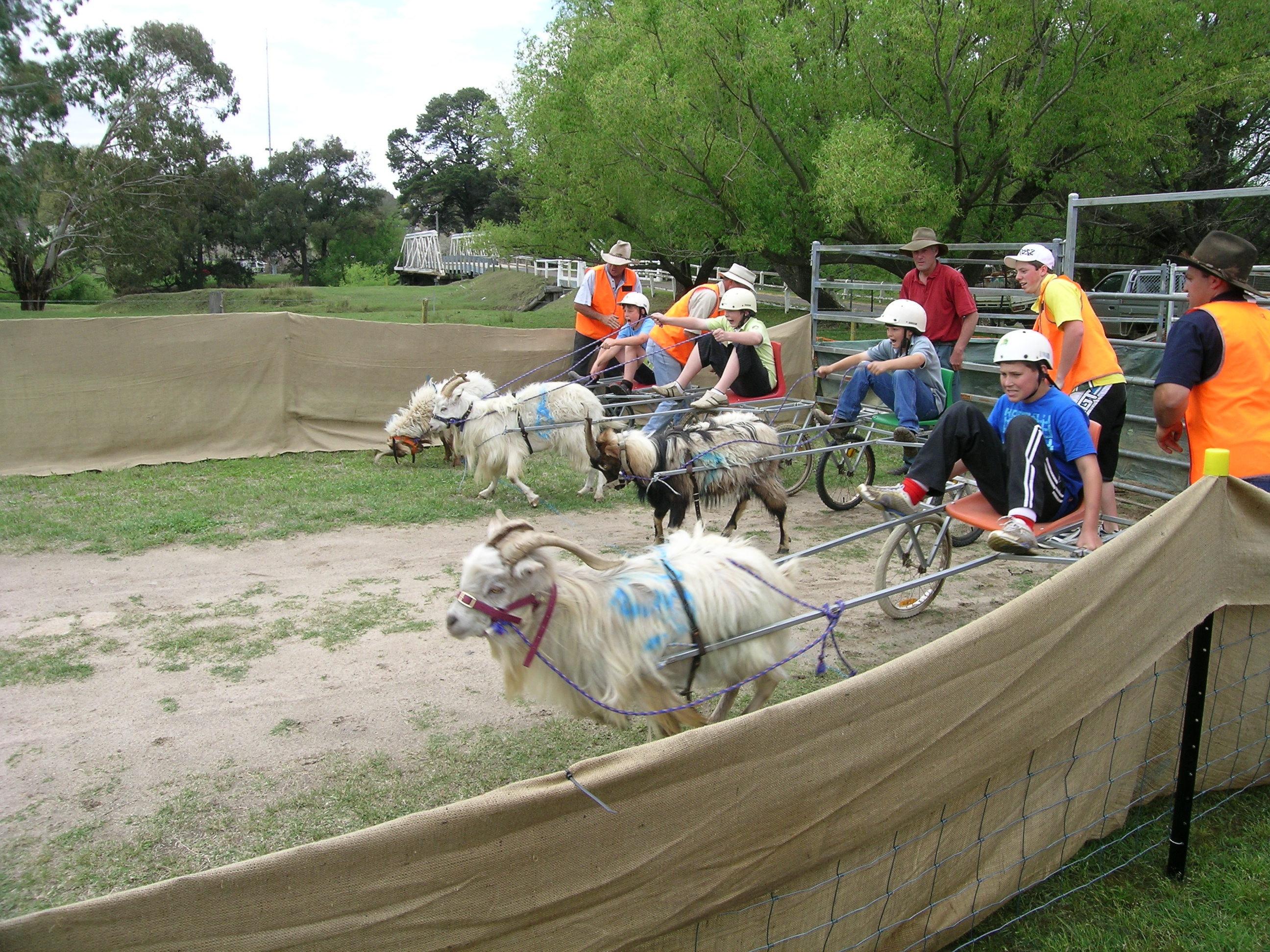 Goat_racing