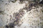 Safari_ants-768×509