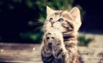 kitten
