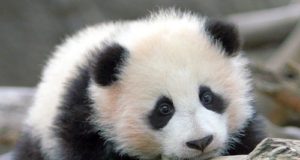 Bitcoin Unlimited уйдет в небытие