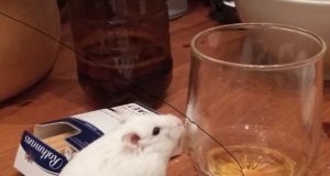 Записки хомяка: Блокчейн и государство (часть 2)