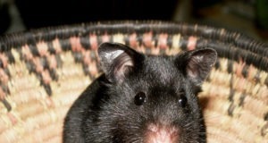 Записки хомяка: Блокчейн и государство (часть 1)