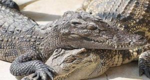 Метод Била Вильямса: Руководство по торговле криптовалютой (Часть 2)