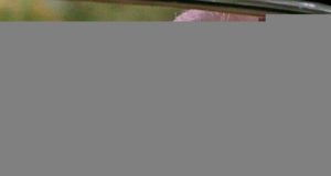 Рассуждаем о Биткойне правильно