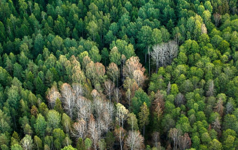 Блокчейн поможет охране российских лесов