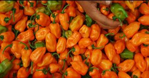 Мексиканская компания выпустила криптовалюту, обеспеченную перцем чили