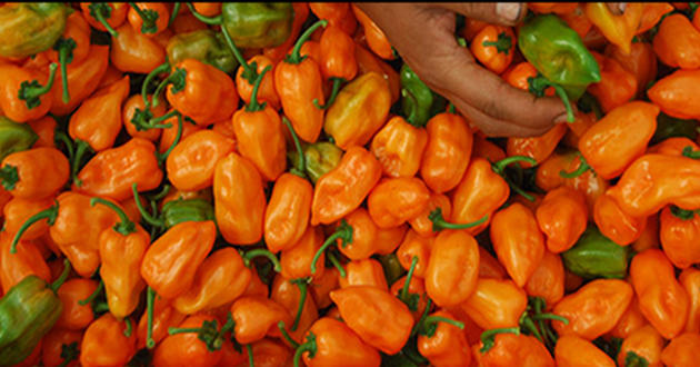 Мексиканская компания выпустила криптовалюту, обеспеченную перцем чили