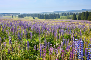Удмуртия использует блокчейн в управлении сельхозугодьями и госсобственностью