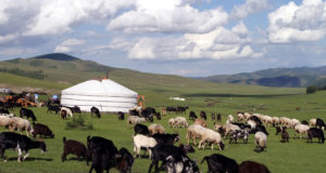 Монгольские скотоводы будут отслеживать поставки шерсти с помощью блокчейна