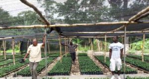 Фермеры Гаити будут использовать блокчейн для отслеживания цепочек поставок