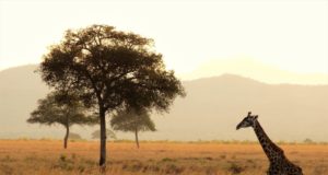Африка жираф