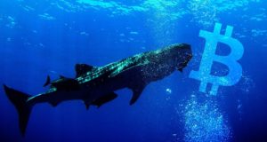 Whale Alert, кит, биткоин