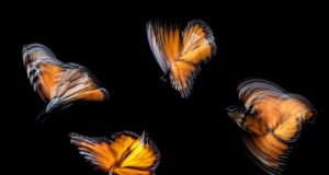 фото золотистые бабочки на черном фоне