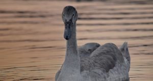 Серый лебедь: конец начала или начало конца?